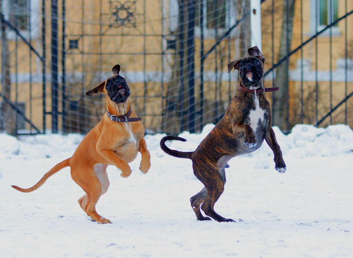 Челобаки на уроке танца "ча-ча-ча"