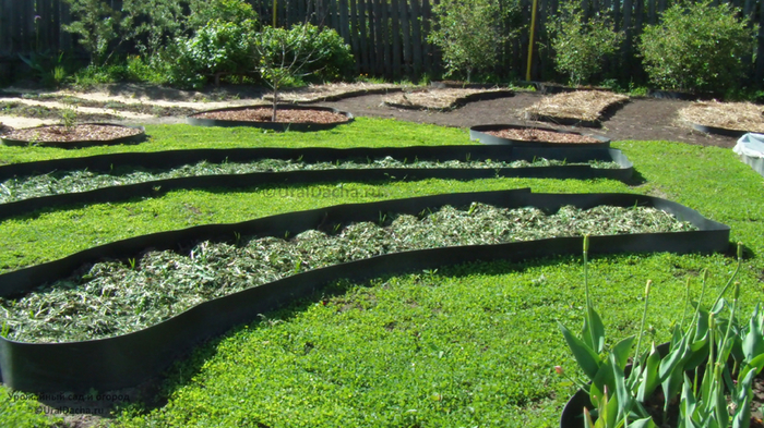 Наши грядки из бордюрной ленты