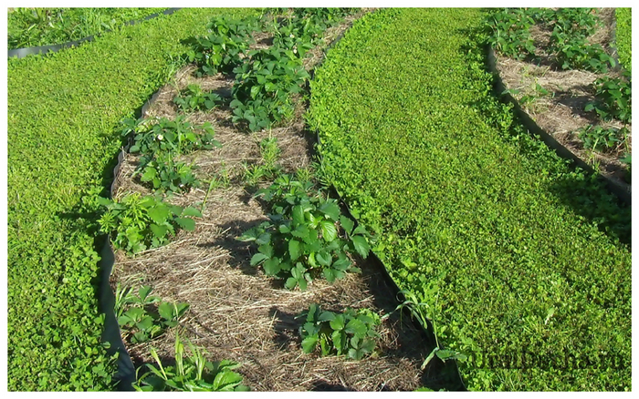 Газон в тропинках - белый клевер