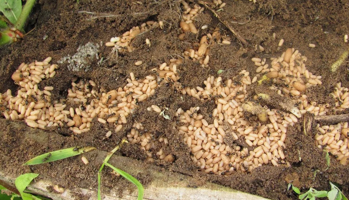 Муравьи в стационарных грядках. Иногда появляются, но у меня было такое редко