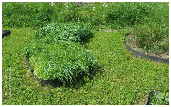 Грядки из бордюрной ленты необычной формы