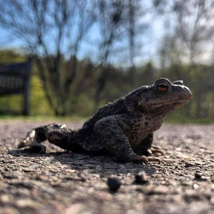  ,     , It Is Wednesday My Dudes, , 