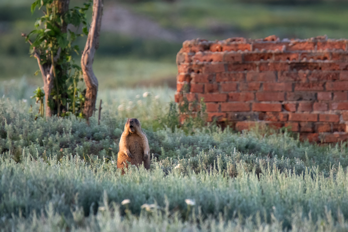 Байбак - степной сурок
