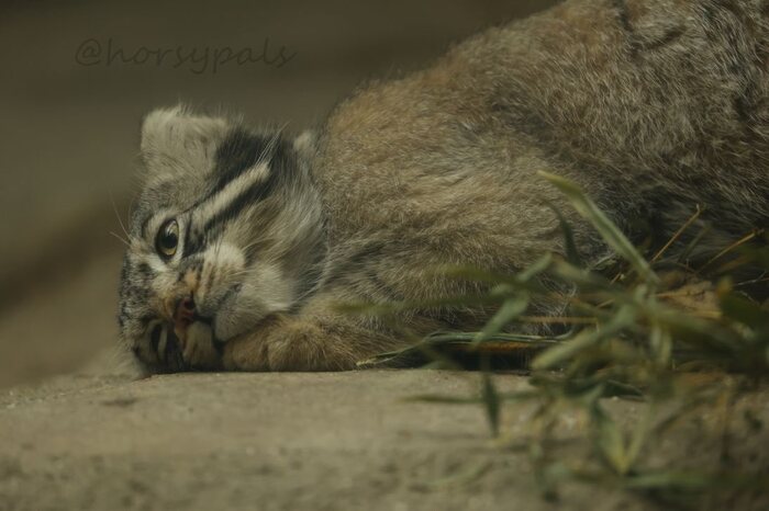 Только вторник...