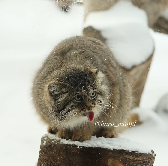Шпикачу в своём репертуаре