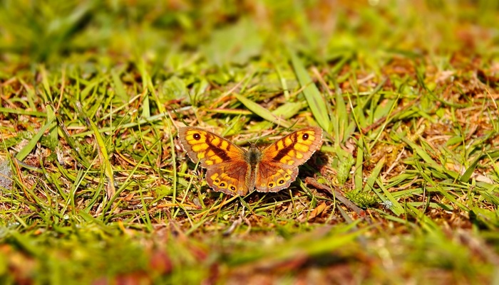 Видовой эпитет лат. megera связан с Мегерой, одной из трёх фурий, богиней-мстительницей, воплощением злобы и ревности из древнегреческой мифологии. Несмотря на странное название, бабочка очень милая...