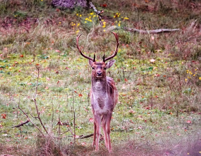 Лань, или европейская лань (лат. Dama dama) — олень средней величины, распространённый в Европе и Передней Азии.