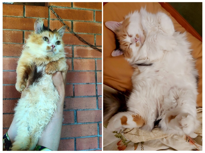 Было-стало от Ириски утилизационного сарая официального заводчика Е.В. FARUS (КЛК Амур Нева)