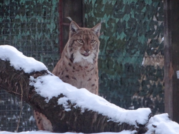 Снято в Киевском зоопарке.