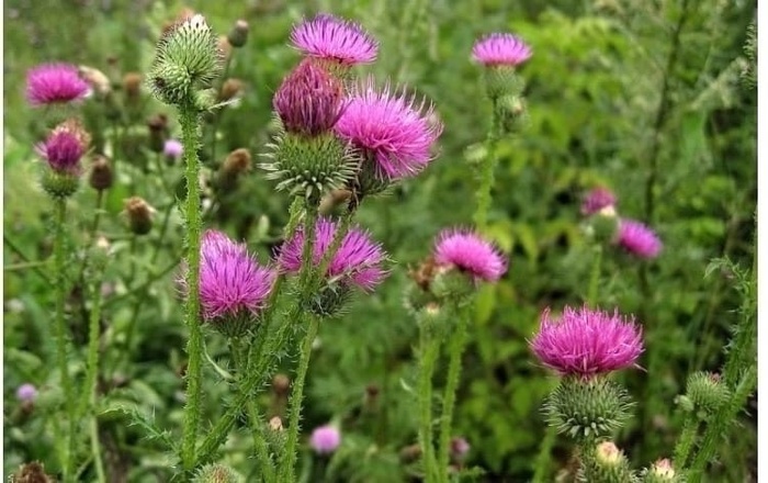 Расторопша: естественный щит для здоровья печени