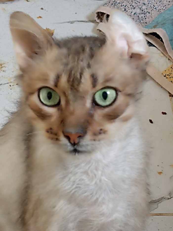      ... , ,  ,  , ,  ,  , ,  ,  ,   , 
