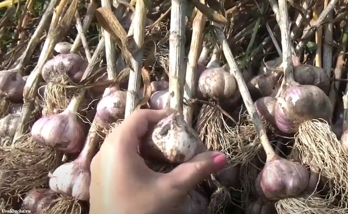 Канал - Урожайный сад и огород