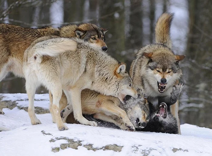 Response to the post This map shows data from GPS trackers installed on wolves from six different packs - Longpost, Informative, Reply to post, Planet, Text, Amazing, Wolf, GPS tracker, Repeat