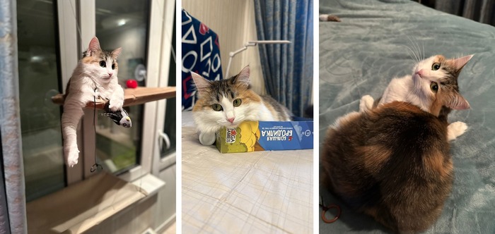 Кошечка Ульянка уехала домой 03.01.2022 в возрасте 8 месяцев