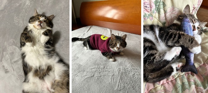 Котик Прыгнарук уехал домой 23.07.2024 в возрасте 2 лет