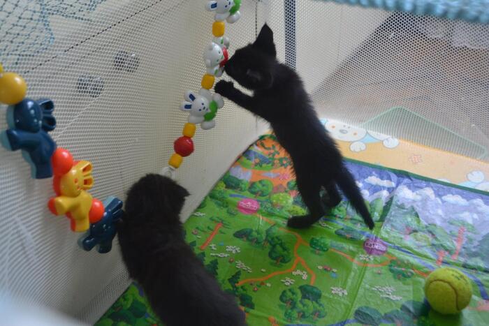 ��� ������ �� ����������� ��������.