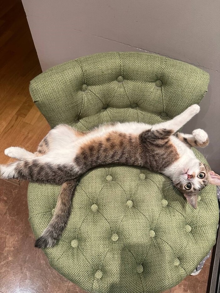 Кошечка Самара уехала домой 05.11.2024 в возрасте 7 месяцев