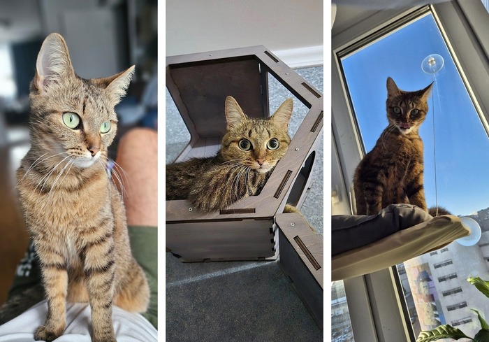 Кошечка Кимчи уехала домой 10.09.2021 в возрасте 4 месяцев