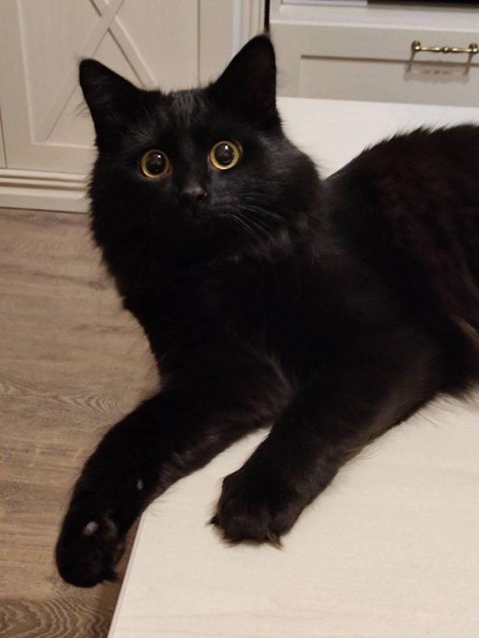 Котик Сэмио уехал домой 05.09.2024 в возрасте 5 месяцев