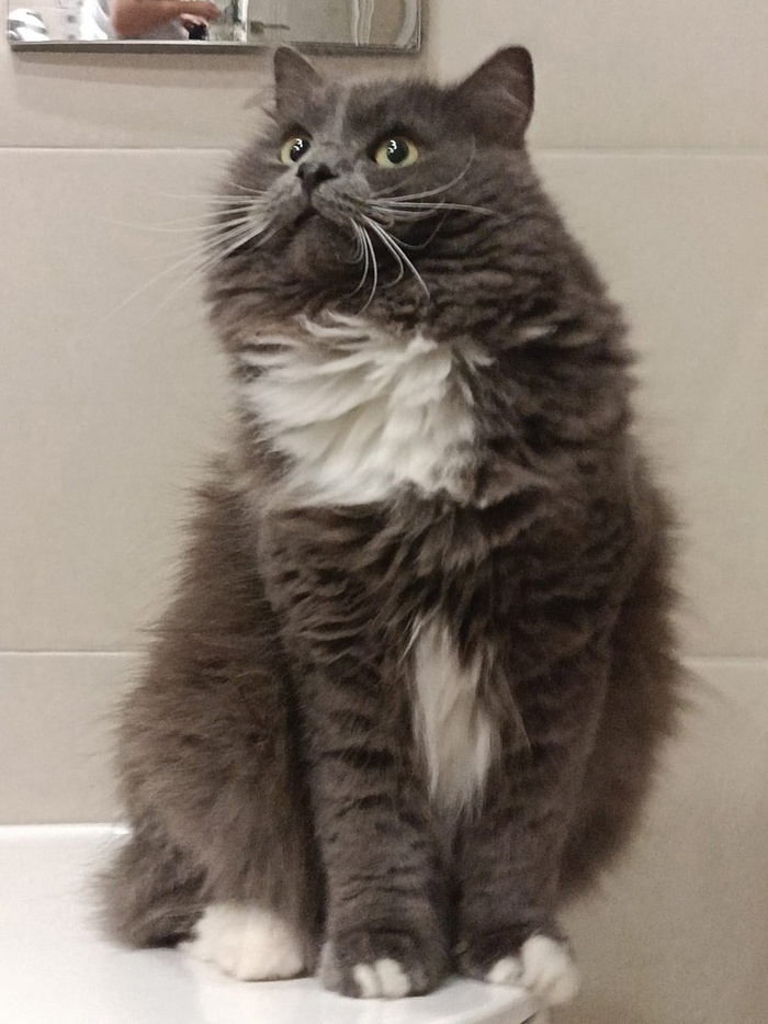 Котик Морфеус уехал домой 03.05.2024 в возрасте 1 года