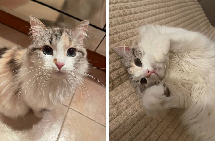 Кошечка Пиксида уехала домой 08.04.2023 в возрасте 7 месяцев