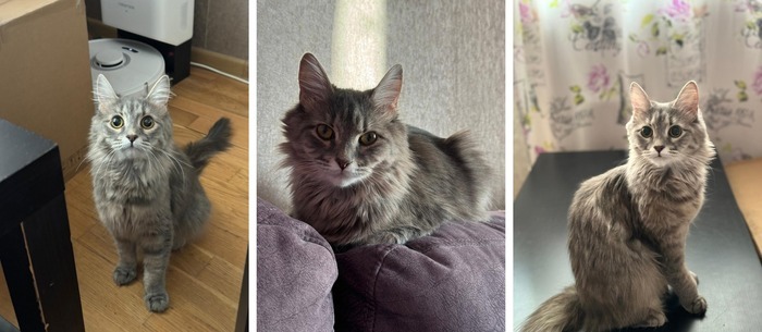 Кошечка Вкусилиса уехала домой 05.02.2025 в возрасте 3 лет