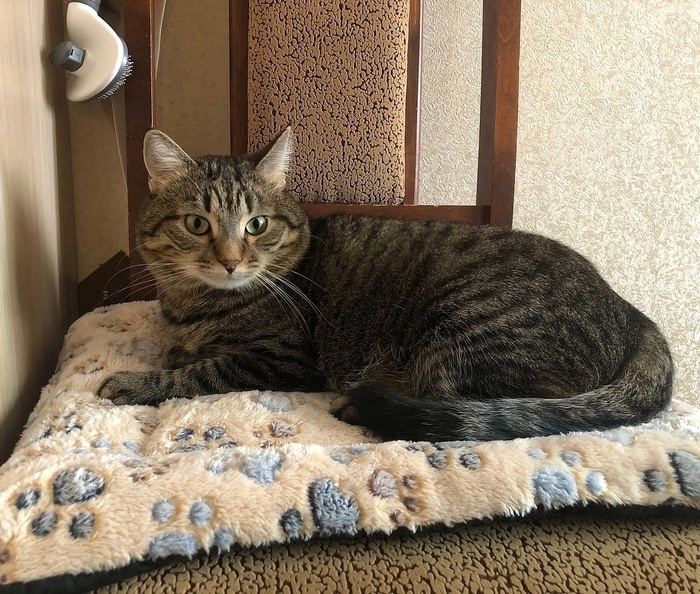 Котик Эндрю уехал домой 09.09.2023 в возрасте 1 года