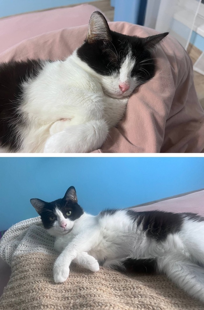 Кошечка Луиса уехала домой 08.10.2021 в возрасте 7 лет