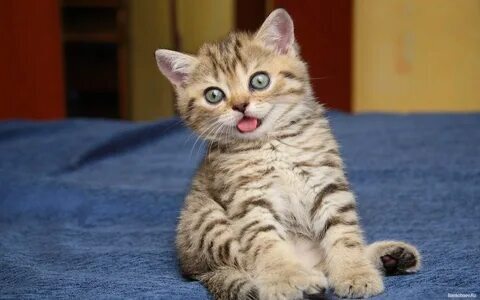 ����� ������, �����-���������. �� � �������� ������