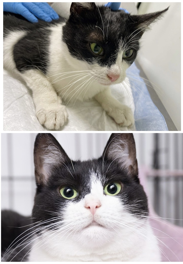 Кошечка <a href="https://pikabu.ru/story/doposle_preobrazhenie_kotikov_v_priyute_12370301?u=https%3A%2F%2Fmurkosha.ru%2Flaskovie-koshki-i-kotyata%2Fsheli&t=%D0%A8%D0%B5%D0%BB%D0%B8&h=07df31e2ad6b15054f9bdd9ee6e151873f062b14" title="https://murkosha.ru/laskovie-koshki-i-kotyata/sheli" target="_blank" rel="nofollow noopener">Шели</a>, 4 года