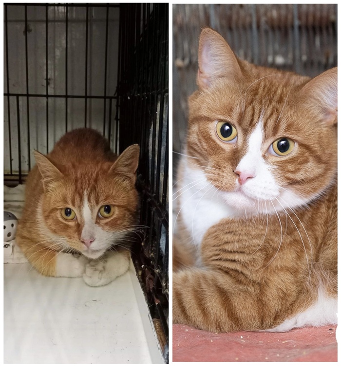 Котик <a href="https://pikabu.ru/story/doposle_preobrazhenie_kotikov_v_priyute_12370301?u=https%3A%2F%2Fmurkosha.ru%2Flaskovie-koshki-i-kotyata%2Ftodeus&t=%D0%A2%D0%BE%D0%B4%D0%B5%D1%83%D1%81&h=27352eebbf9bd4b904603997d923510cf83fa501" title="https://murkosha.ru/laskovie-koshki-i-kotyata/todeus" target="_blank" rel="nofollow noopener">Тодеус</a>, 1 год