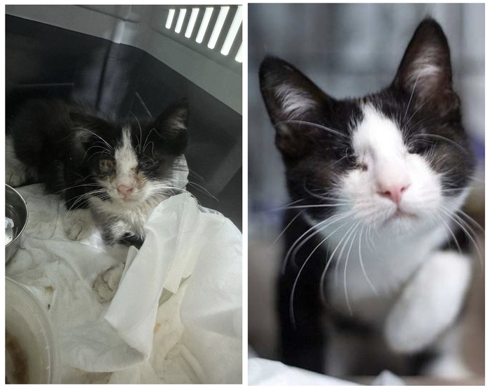 Котенок <a href="https://pikabu.ru/story/doposle_preobrazhenie_kotikov_v_priyute_12370301?u=https%3A%2F%2Fmurkosha.ru%2Fkotyata%2Fparker&t=%D0%9F%D0%B0%D1%80%D0%BA%D0%B5%D1%80&h=38e8e5a24617e5c7f285f29181bc199ad87571ae" title="https://murkosha.ru/kotyata/parker" target="_blank" rel="nofollow noopener">Паркер</a>, 7 месяцев