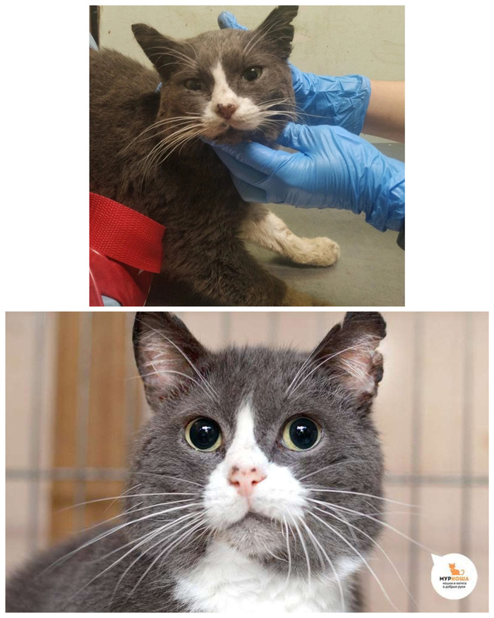 Котик <a href="https://pikabu.ru/story/doposle_preobrazhenie_kotikov_v_priyute_12370301?u=https%3A%2F%2Fmurkosha.ru%2Flaskovie-koshki-i-kotyata%2Fvasyao&t=%D0%92%D0%B0%D1%81%D1%8F%D0%BE&h=8d0ed4d7014de906b701b3bdb069d148e9da7306" title="https://murkosha.ru/laskovie-koshki-i-kotyata/vasyao" target="_blank" rel="nofollow noopener">Васяо</a>, 8 лет