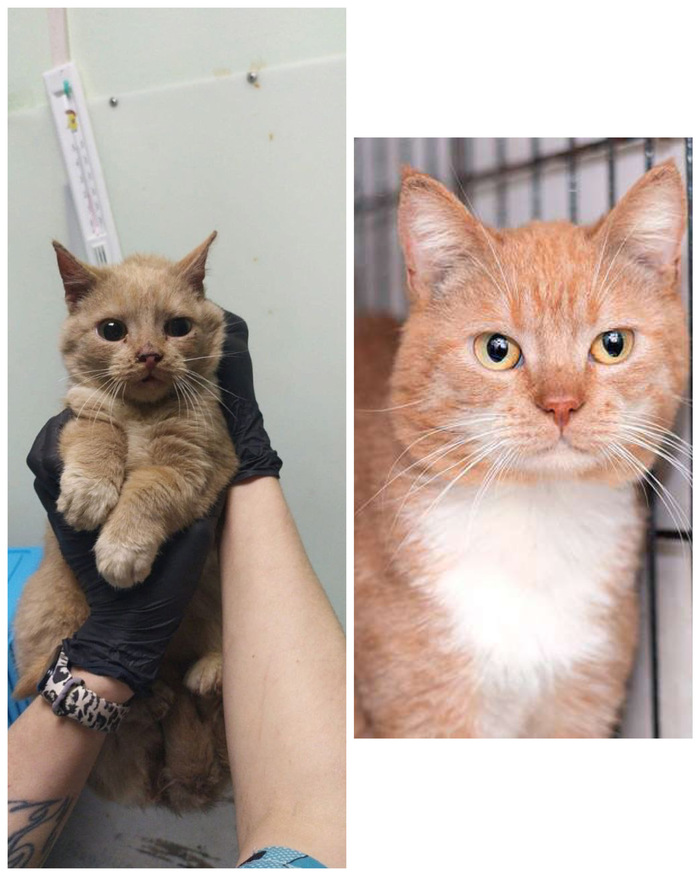 Котик Колобок, ныне домашний