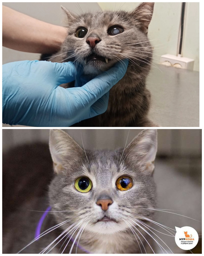 Кошечка <a href="https://pikabu.ru/story/doposle_preobrazhenie_kotikov_v_priyute_12370301?u=https%3A%2F%2Fmurkosha.ru%2Flaskovie-koshki-i-kotyata%2Fmastika&t=%D0%9C%D0%B0%D1%81%D1%82%D0%B8%D0%BA%D0%B0&h=a77788f6ea78f776cb1707b76be37f0244e4cf85" title="https://murkosha.ru/laskovie-koshki-i-kotyata/mastika" target="_blank" rel="nofollow noopener">Мастика</a>, 8 лет