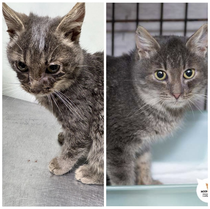 Котенок <a href="https://pikabu.ru/story/doposle_preobrazhenie_kotikov_v_priyute_12370301?u=https%3A%2F%2Fmurkosha.ru%2Fkotyata%2Fkapitoliy&t=%D0%9A%D0%B0%D0%BF%D0%B8%D1%82%D0%BE%D0%BB%D0%B8%D0%B9&h=2a5665660e6a6c859e9a0351fc2303acda5895db" title="https://murkosha.ru/kotyata/kapitoliy" target="_blank" rel="nofollow noopener">Капитолий</a>, 6 месяцев