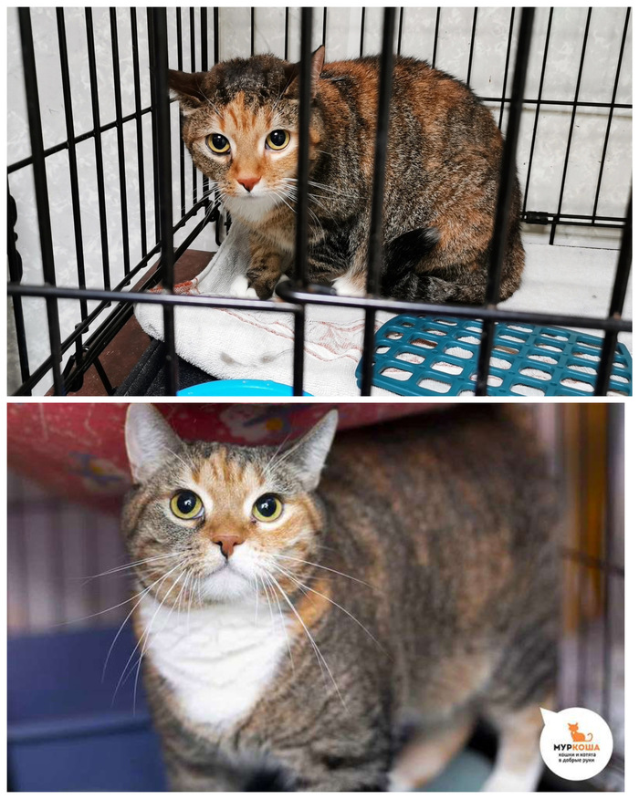 Кошечка <a href="https://pikabu.ru/story/doposle_preobrazhenie_kotikov_v_priyute_12370301?u=https%3A%2F%2Fmurkosha.ru%2Flaskovie-koshki-i-kotyata%2Fpruzhinka&t=%D0%9F%D1%80%D1%83%D0%B6%D0%B8%D0%BD%D0%BA%D0%B0&h=29f5c6921107c5f2c6e144bf95aa9991302e45e1" title="https://murkosha.ru/laskovie-koshki-i-kotyata/pruzhinka" target="_blank" rel="nofollow noopener">Пружинка</a>, 10 лет