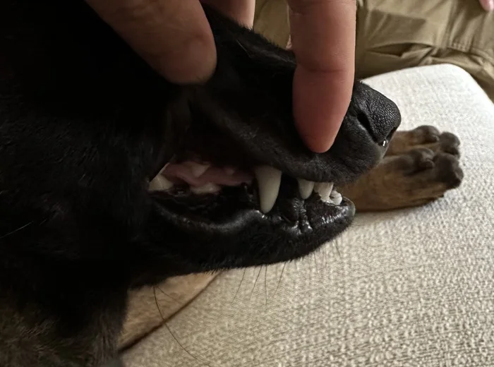 Binance creator's dog - Cryptocurrency, Binance, Cz, Bitcoins, Memecoins, Dog, Broccoli