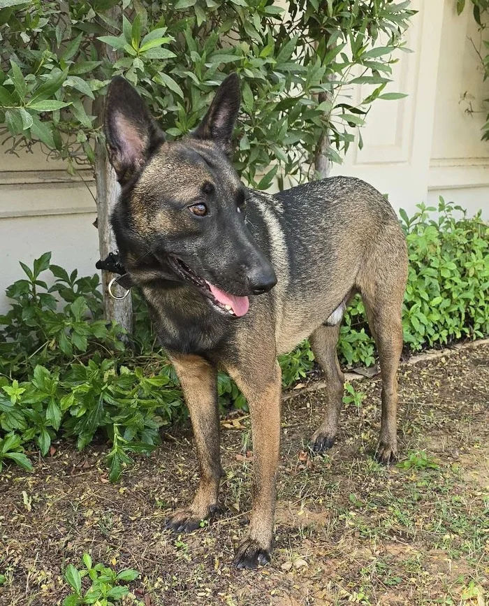 Binance creator's dog - Cryptocurrency, Binance, Cz, Bitcoins, Memecoins, Dog, Broccoli