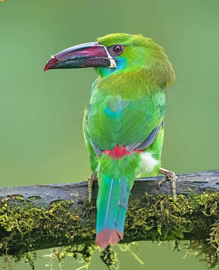 Малиновопоясничный туканет