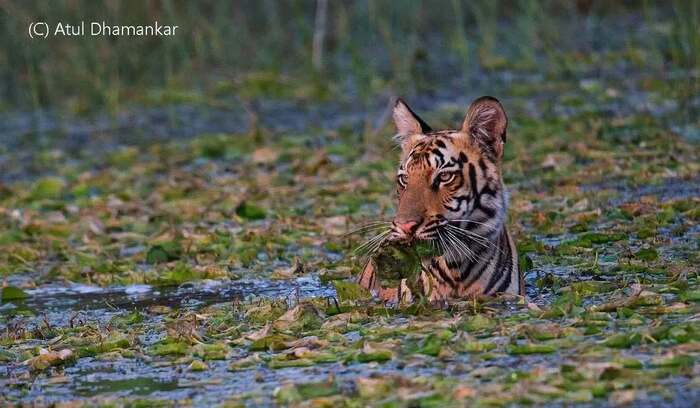 Мама велела зелени принести