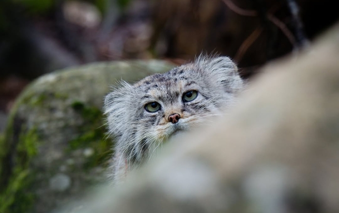 Нордического характера вам в ленту