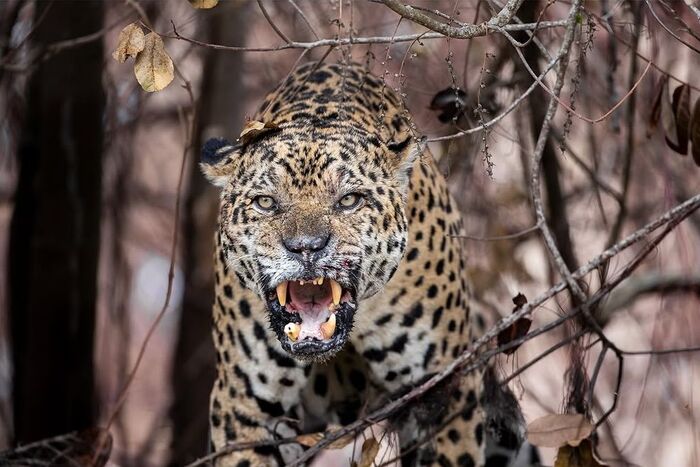 Ягуар в ярости