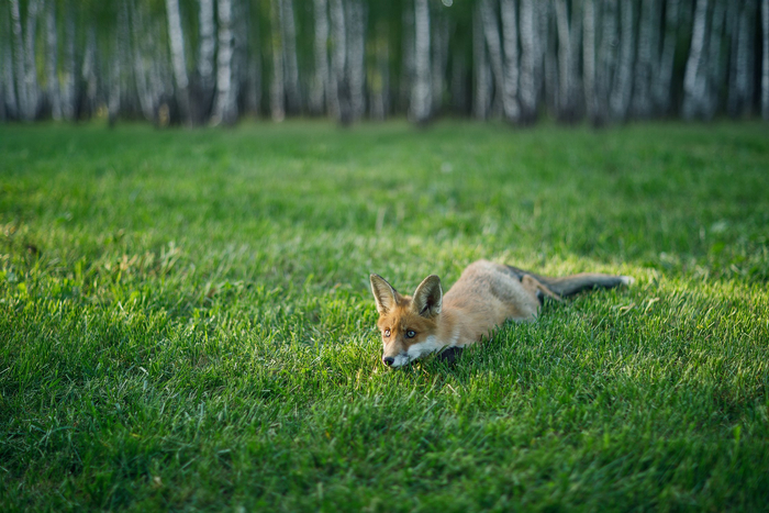 Лисёнок. Фото: Кочкин Владимир Геннадьевич<a href="https://pikabu.ru/story/molodoy_eshchyo_ozoruet_12375241?u=https%3A%2F%2Frtraveler.ru%2Fphoto%2F1473759%2F%3Feditorial_photos%3D1&t=%D0%BE%D1%82%D1%81%D1%8E%D0%B4%D0%B0&h=137c5d93e42f211dec258f7e2a5132f5100ec229" title="https://rtraveler.ru/photo/1473759/?editorial_photos=1" target="_blank" rel="nofollow noopener"> отсюда</a>