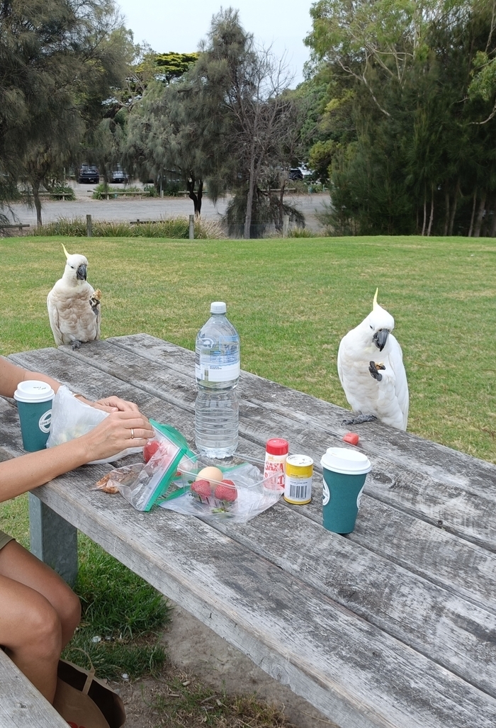 Пернатые воришки