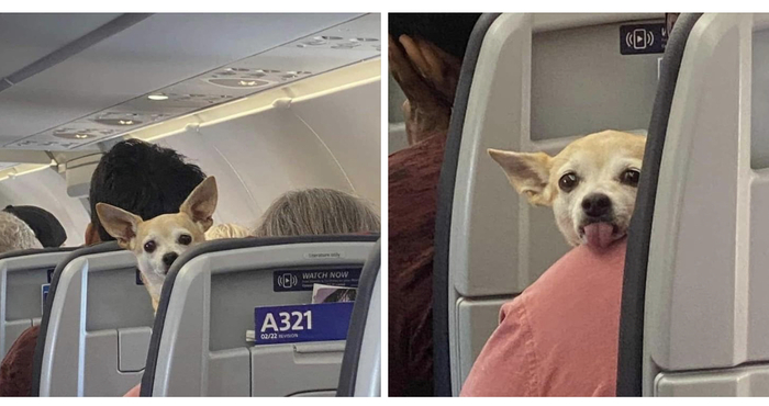 Пассажир дразнится