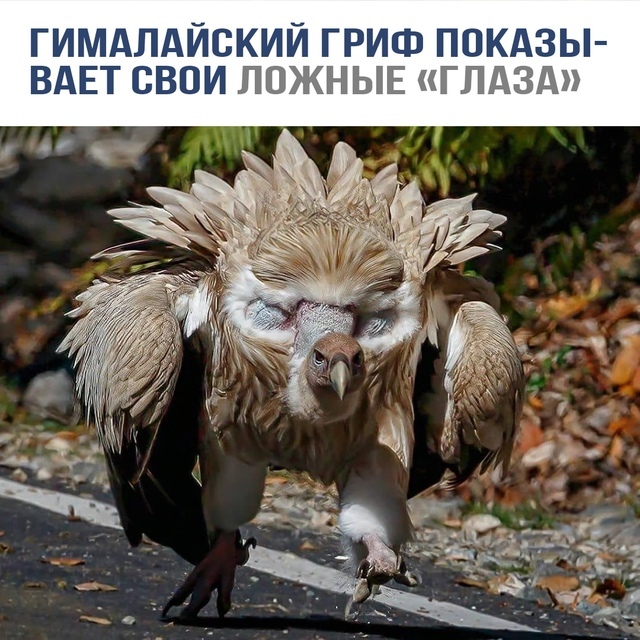  -    ?   , 