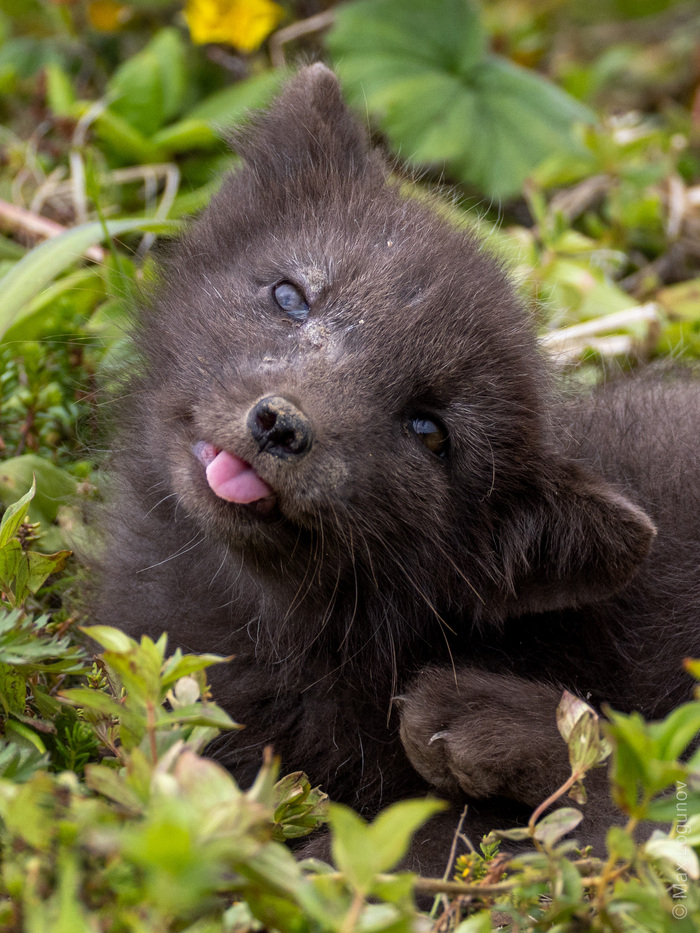    (Vulpes lagopus beringensis)  ,   , ,  , , ,  