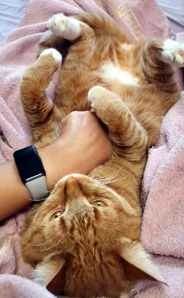 На фото Рыжик в процессе массажа пузика и лап.