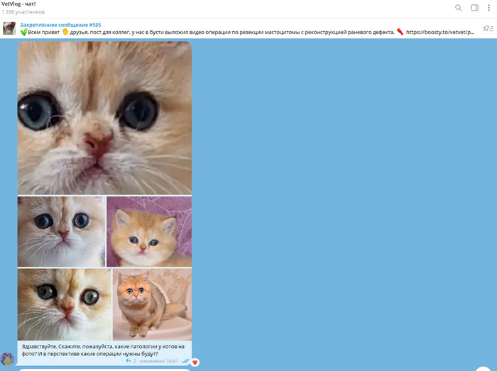 <!--noindex--><a href="https://pikabu.ru/story/otvet_na_post_vyistavka_porodistyikh_koshek_12373082?u=https%3A%2F%2Ft.me%2Fc%2F1856312748%2F14266&t=https%3A%2F%2Ft.me%2Fc%2F1856312748%2F14266&h=551f89a918e87d475a5d7660c5159c08ace8953a" title="https://t.me/c/1856312748/14266" target="_blank" rel="nofollow noopener">https://t.me/c/1856312748/14266</a><!--/noindex-->